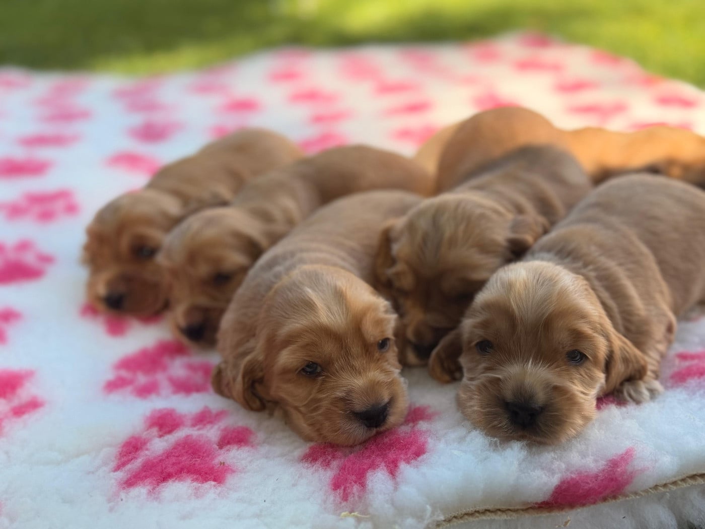 Chiot 4 - Cocker Spaniel Anglais