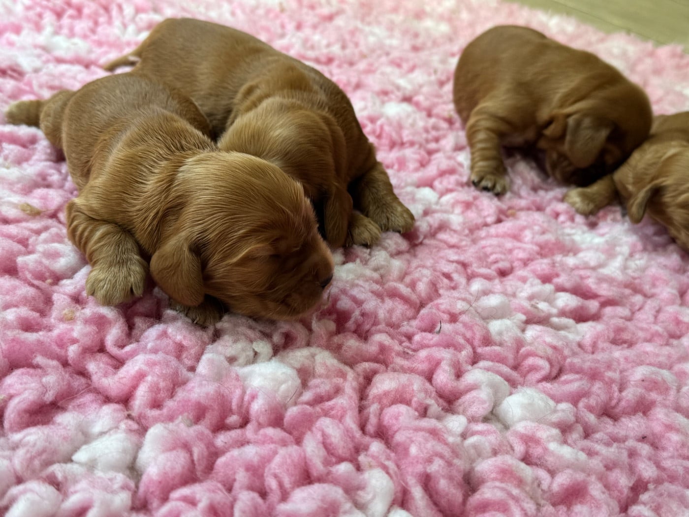 Chiot N°2
