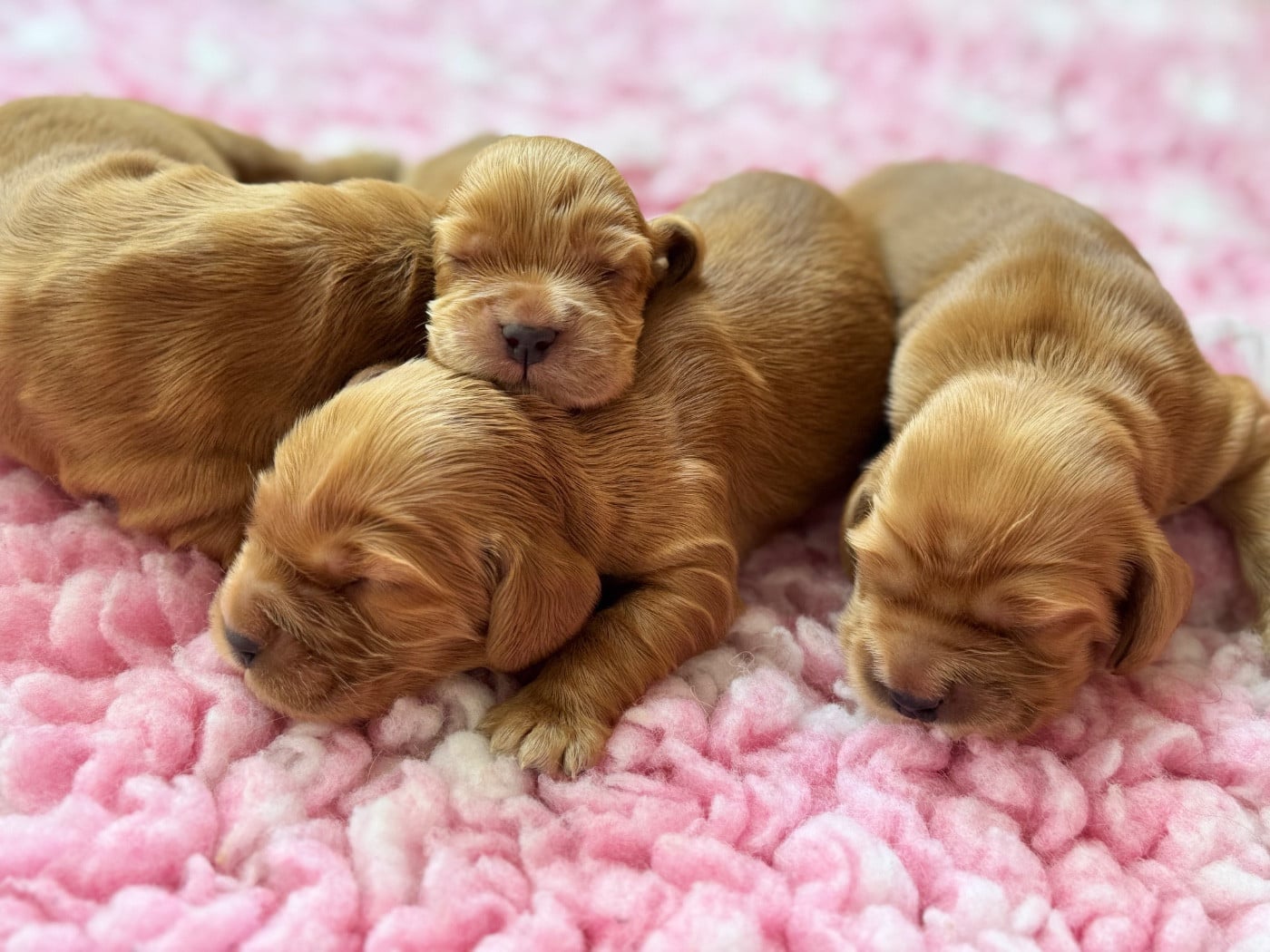Chiot N°3