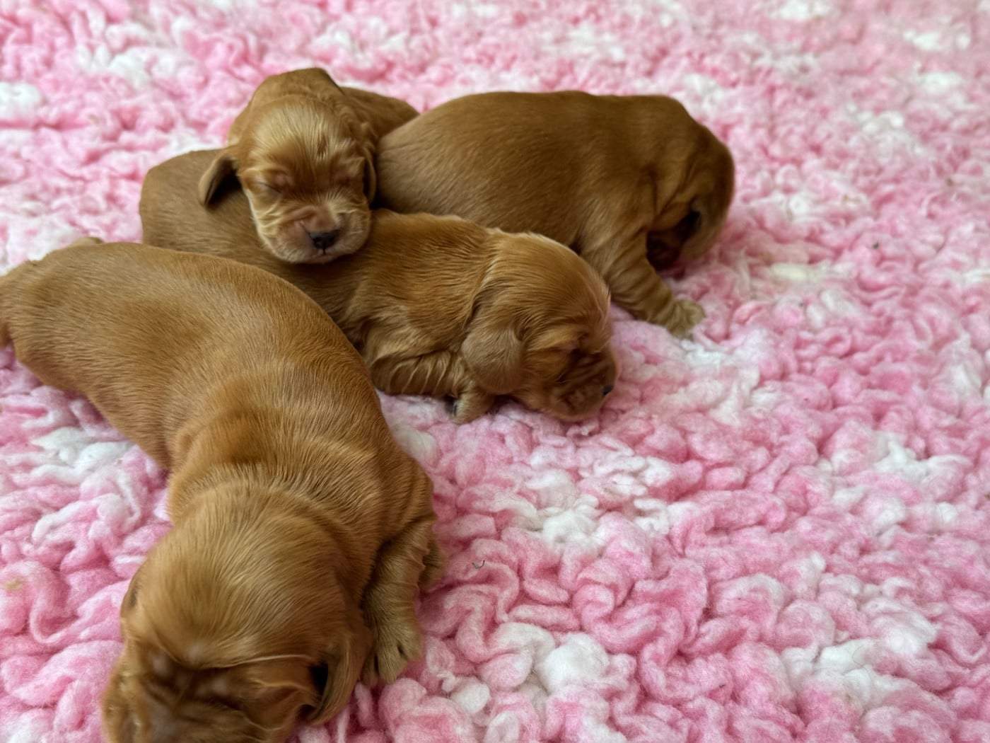 Chiot N°3