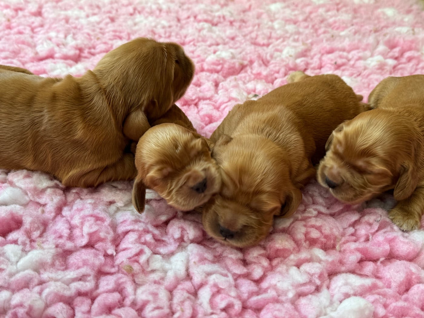 Chiot N°4