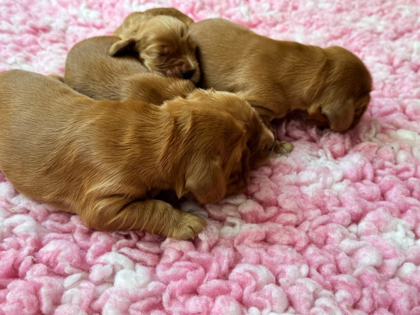 Chiot N°4