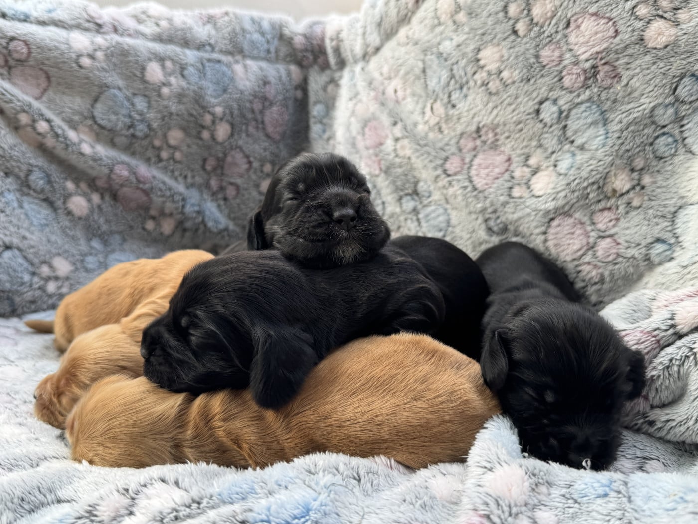 Chiot N°1 - Cocker Spaniel Anglais