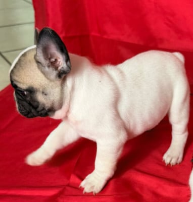 Les chiots de Bouledogue français