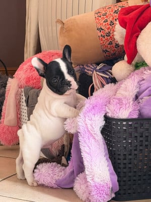 Les chiots de Bouledogue français