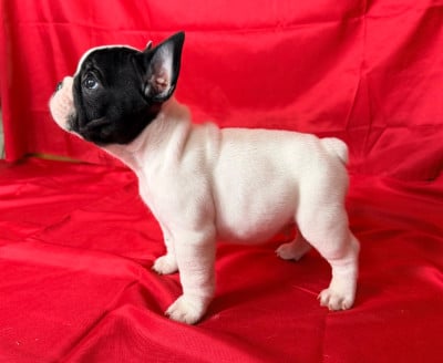 Les chiots de Bouledogue français