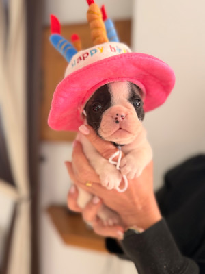 Les chiots de Bouledogue français