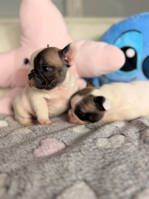 Les chiots de Bouledogue français