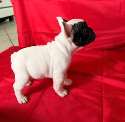 Les chiots de Bouledogue français