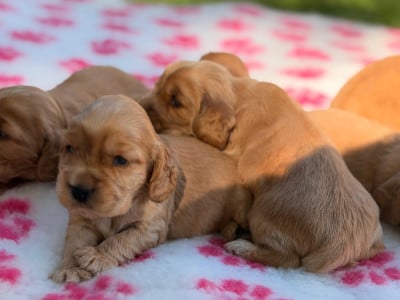 Les chiots de Cocker Spaniel Anglais