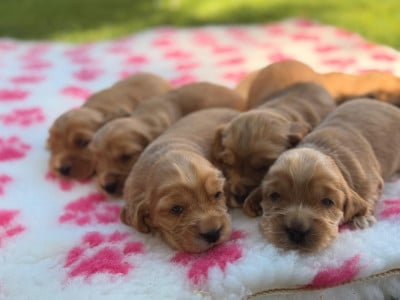Les chiots de Cocker Spaniel Anglais