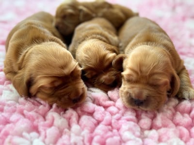 Les chiots de Cocker Spaniel Anglais