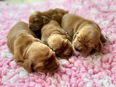 Les chiots de Cocker Spaniel Anglais