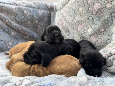 Les chiots de Cocker Spaniel Anglais