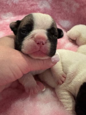 Les chiots de Bouledogue français