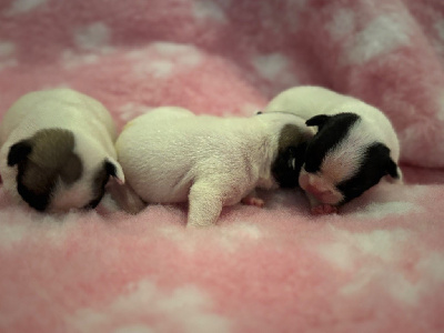 Les chiots de Bouledogue français