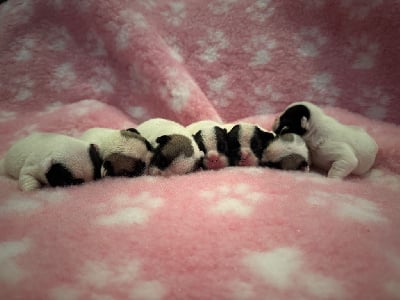 Les chiots de Bouledogue français