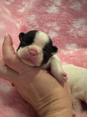 Les chiots de Bouledogue français