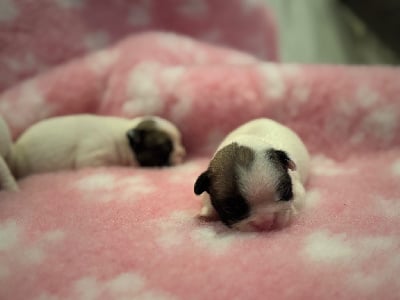 Les chiots de Bouledogue français
