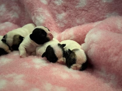 Les chiots de Bouledogue français