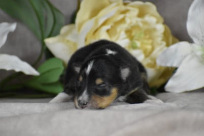 Les chiots de Shetland Sheepdog