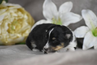 Les chiots de Shetland Sheepdog