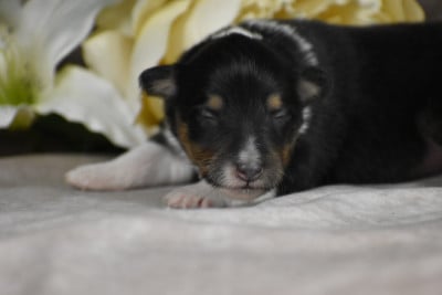 Les chiots de Shetland Sheepdog