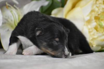 Les chiots de Shetland Sheepdog