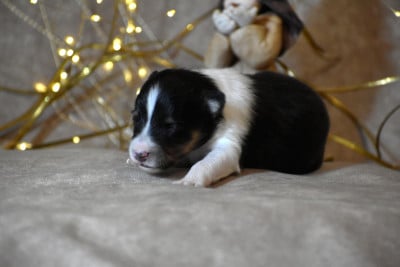 Les chiots de Shetland Sheepdog