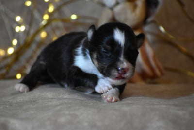 Les chiots de Shetland Sheepdog