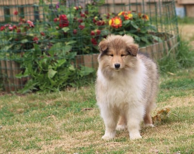 Les chiots de Colley à poil long