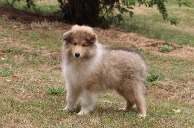 Les chiots de Colley à poil long