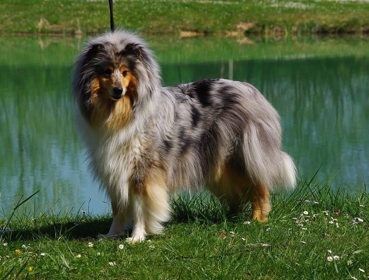 Bounty blue coco des stuarts de boisbelle - Excellent