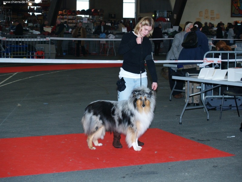 Bounty blue coco des stuarts de boisbelle - 4ème Excellent