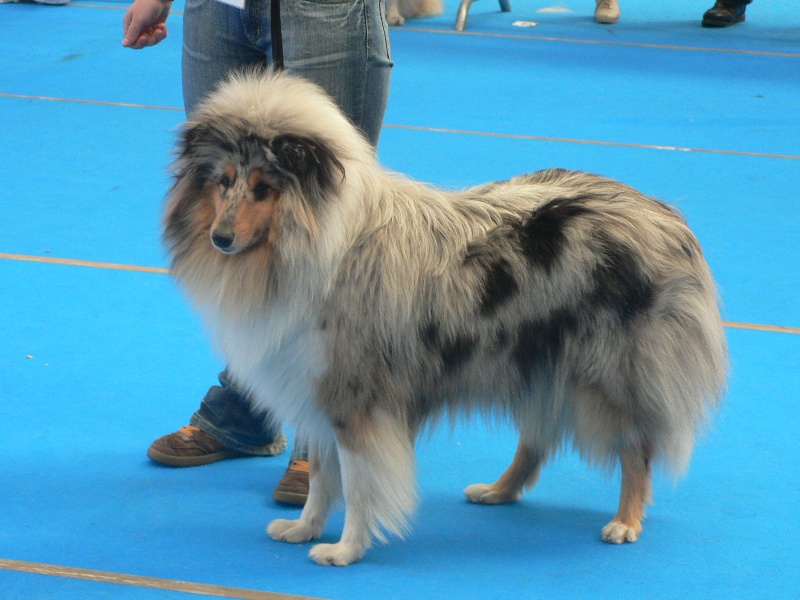 Bounty blue coco des stuarts de boisbelle - Excellent 4ème