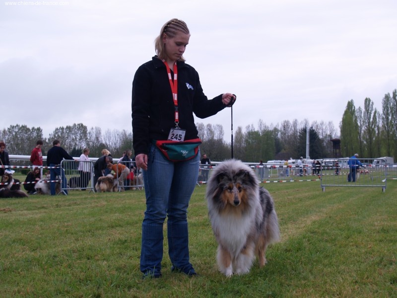 Bounty blue coco des stuarts de boisbelle - Excellent