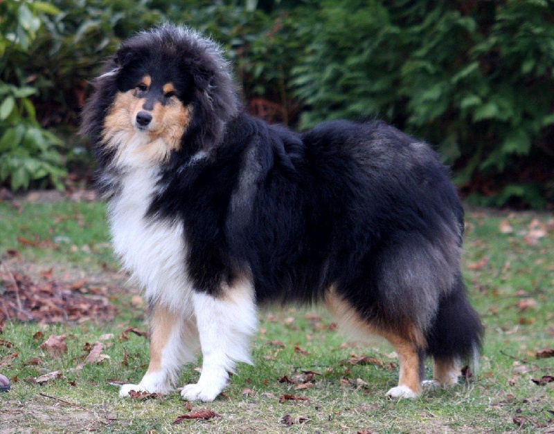 Egypte antique de la Déesse des Moissons - Excellent