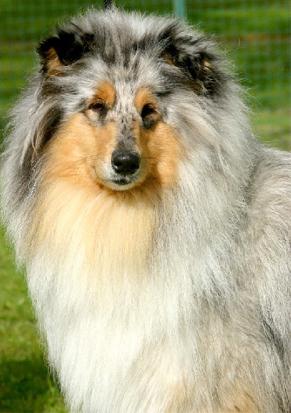 Bounty blue coco des stuarts de boisbelle - Excellent