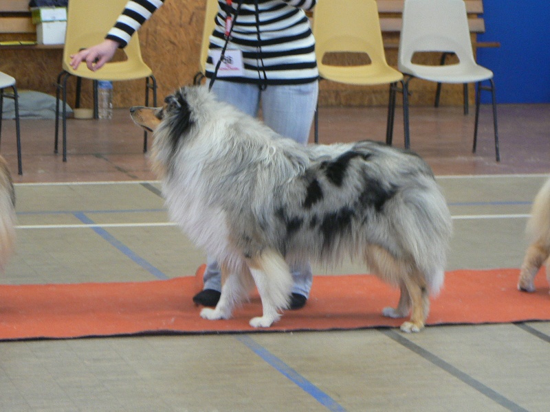 Bounty blue coco des stuarts de boisbelle - Excellent
