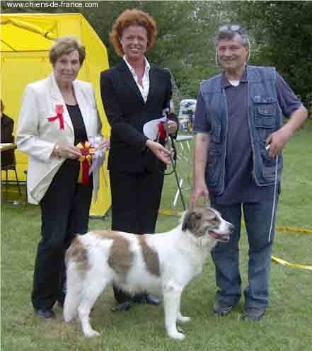 CH. Udfel D'araval - 1EXC+CAC+CACIB+BOB+BOG5