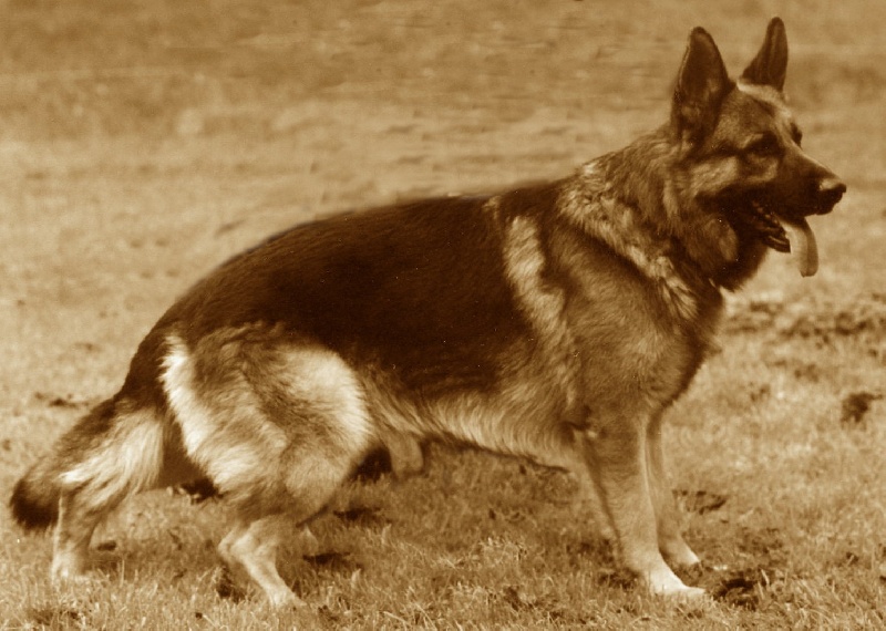 CH. Solo Du tannenpark - 1TBON JEUNE+MEILLEUR DE RACE+CONFIRME 1er CHOIX