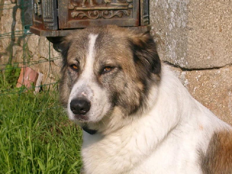 CH. Udfel D'araval - 1EXCELLENT CLASSE VETERAN+BOB VETERAN