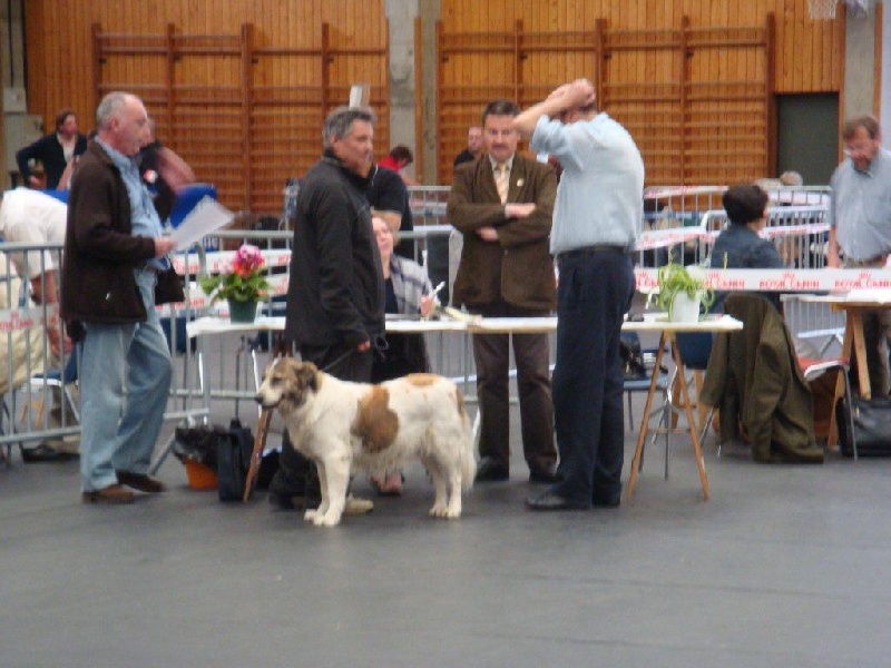 CH. Udfel D'araval - 1 EXCELLENT+CAC