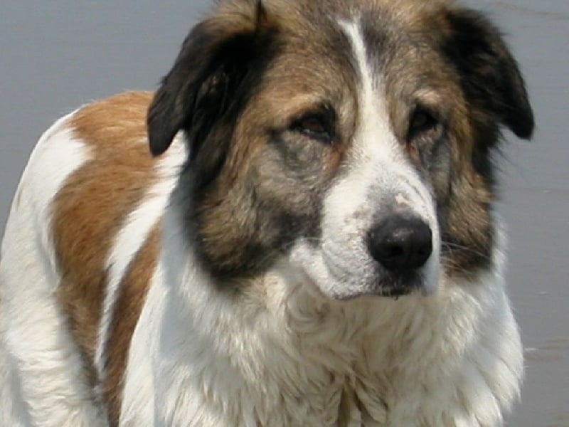 CH. Udfel D'araval - 1EXCELLENT+MEILLEUR VETERAN