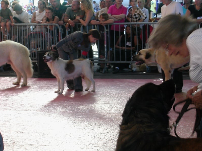 CH. Udfel D'araval - 1EXC CLASSE CHAMPION+CACIB+BOB