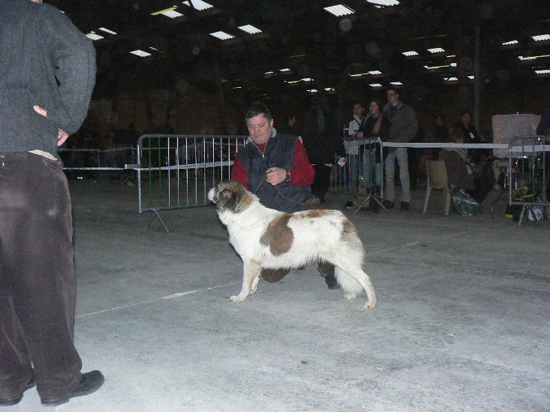 CH. Udfel D'araval - 1EXC+CACIB+BOB