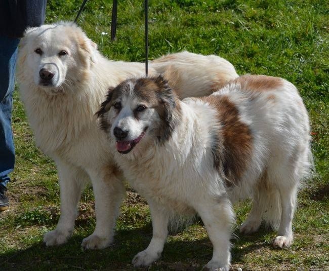 CH. Udfel D'araval - 1er EXCELLENT+Meilleur vétéran