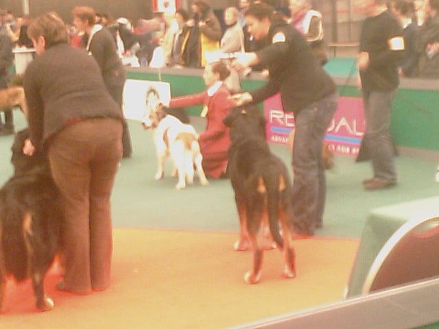 CH. Udfel D'araval - 1 EXC+CAC+CACIB+BOB+WINSTER