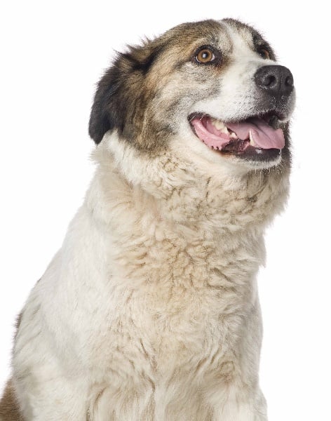 CH. Udfel D'araval - 1 EXCELLENT+MEILLEUR VETERAN