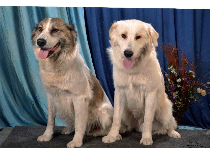 CH. Udfel D'araval - 1EXC+CAC